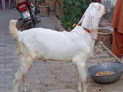 Bakra for sale