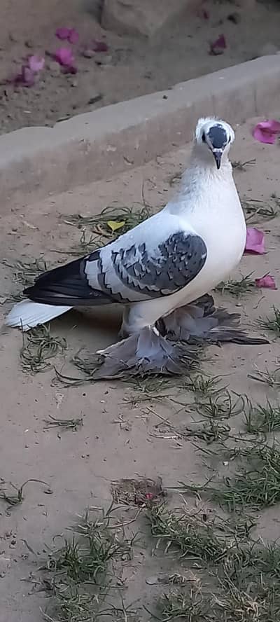 young femal for sale