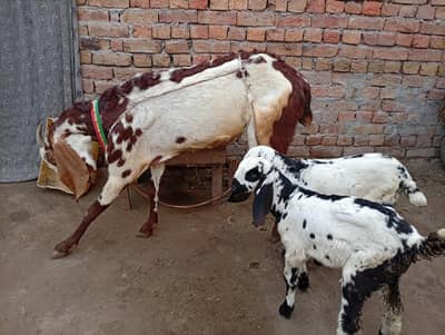 desi bakri with 2 pathy for sale 3 kilo mil per day