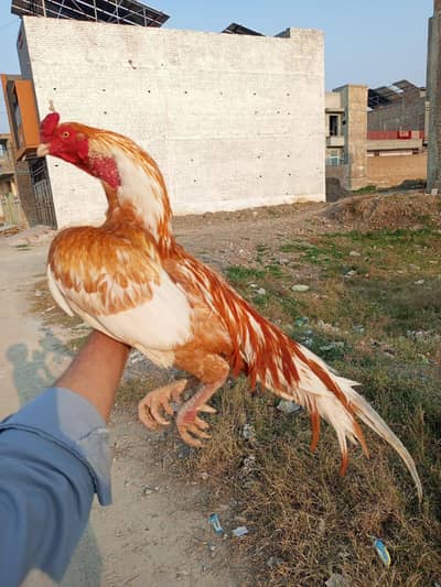 aseel miawali peeela