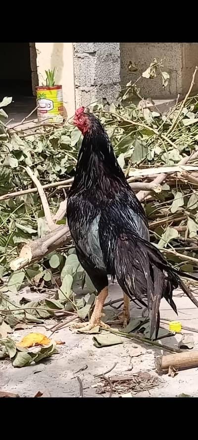 aseel jawaa for sell