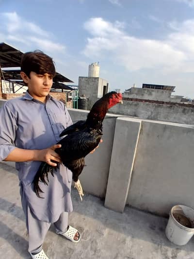 Kala Nawab murga for sale