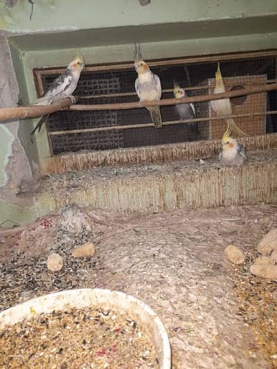 Pearl  cocktail Big pair