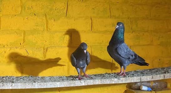 Hino Breed Miyaa saab waly