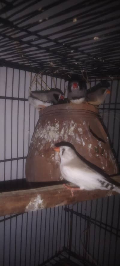 Finch breeder pairs 1 exi h 1 simple