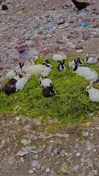 Multiple Baby Rabbits For Sale Healthy & Active