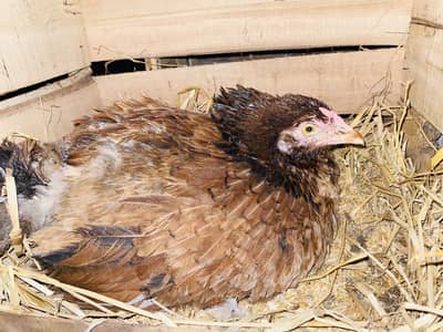 Kurak aseel females for sale