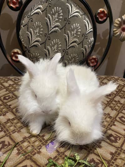 English angoora rabbit