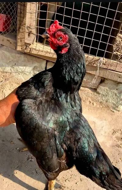 pure aseel breeder female