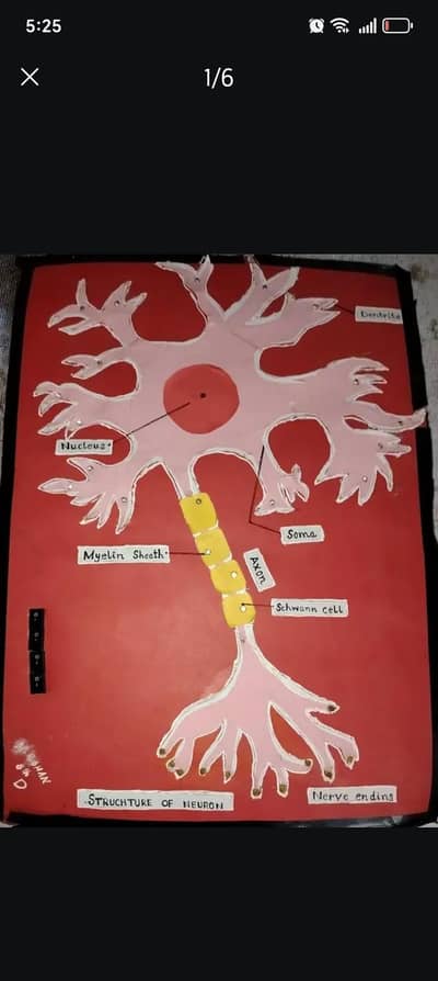 Model of neuron (for school exhibition)