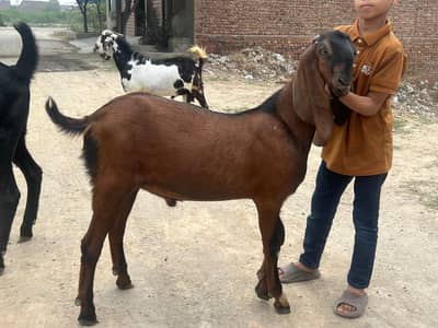 2 Bakray / bakra / donday bkray / goat  bakri