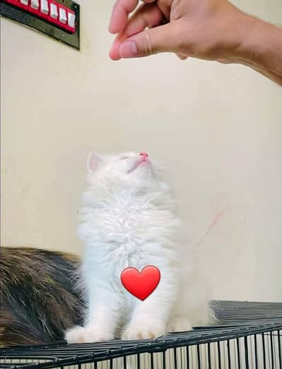 Persian cat for sale my WhatsApp number  0370-36-59-905