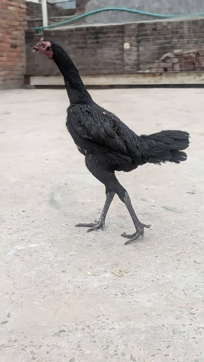 neck locker / Kanda cheerna