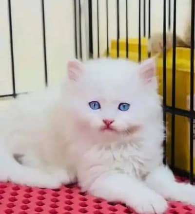 Persian female kitten for sale delivery available all Pakistan