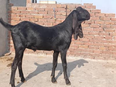 qurbani 2026 / bakra / goat