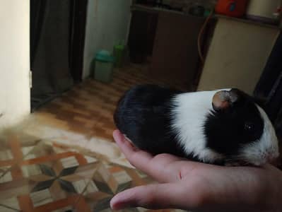 guinea pig healthy and active