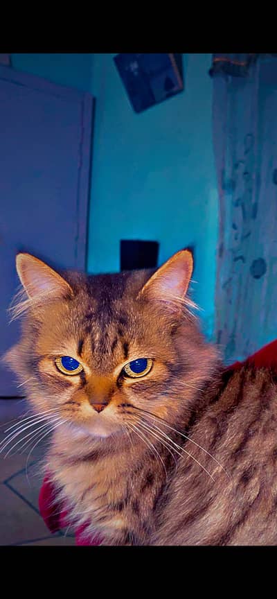 Persian male cat fully trained washroom trained