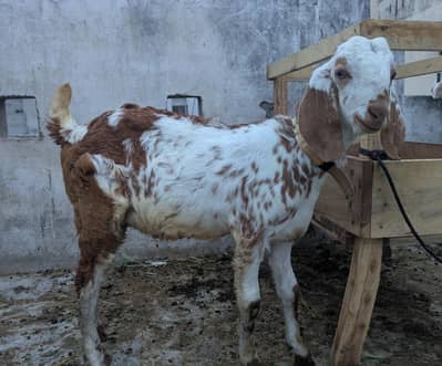 Makhi Cheena and Teddy
