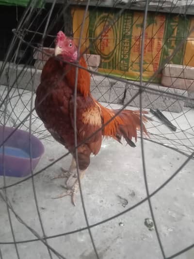 peela aseel for sale