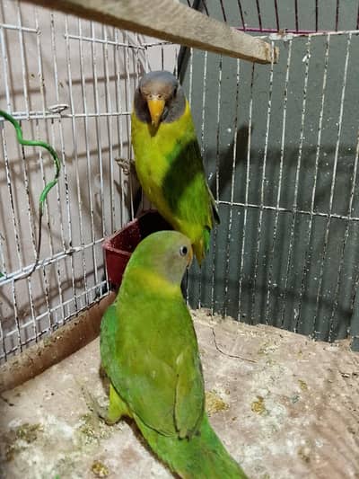 yaar mere pass 6 mahine hue hain isko bolate Nahin hai bus tota Hain