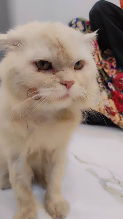 Persian cat