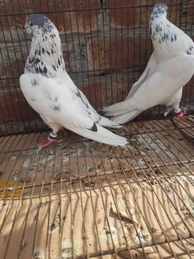 2 pair sale sialkoti + taddy