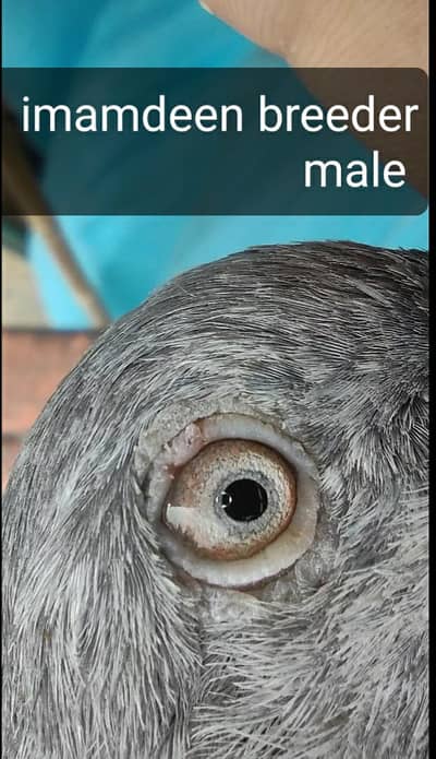 top Quality high flyer pigeons