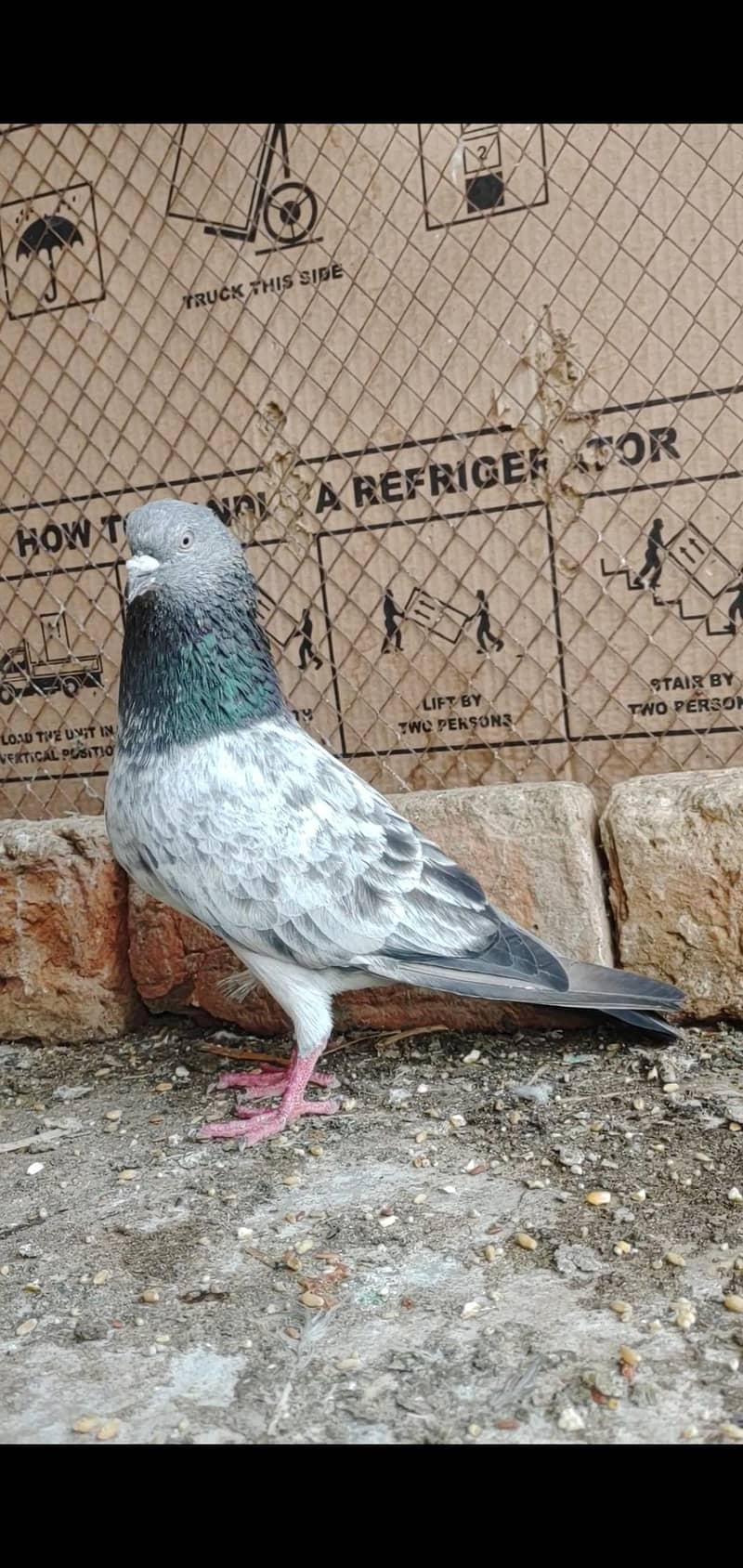 top Quality high flyer pigeons - Pigeons - 1112556162