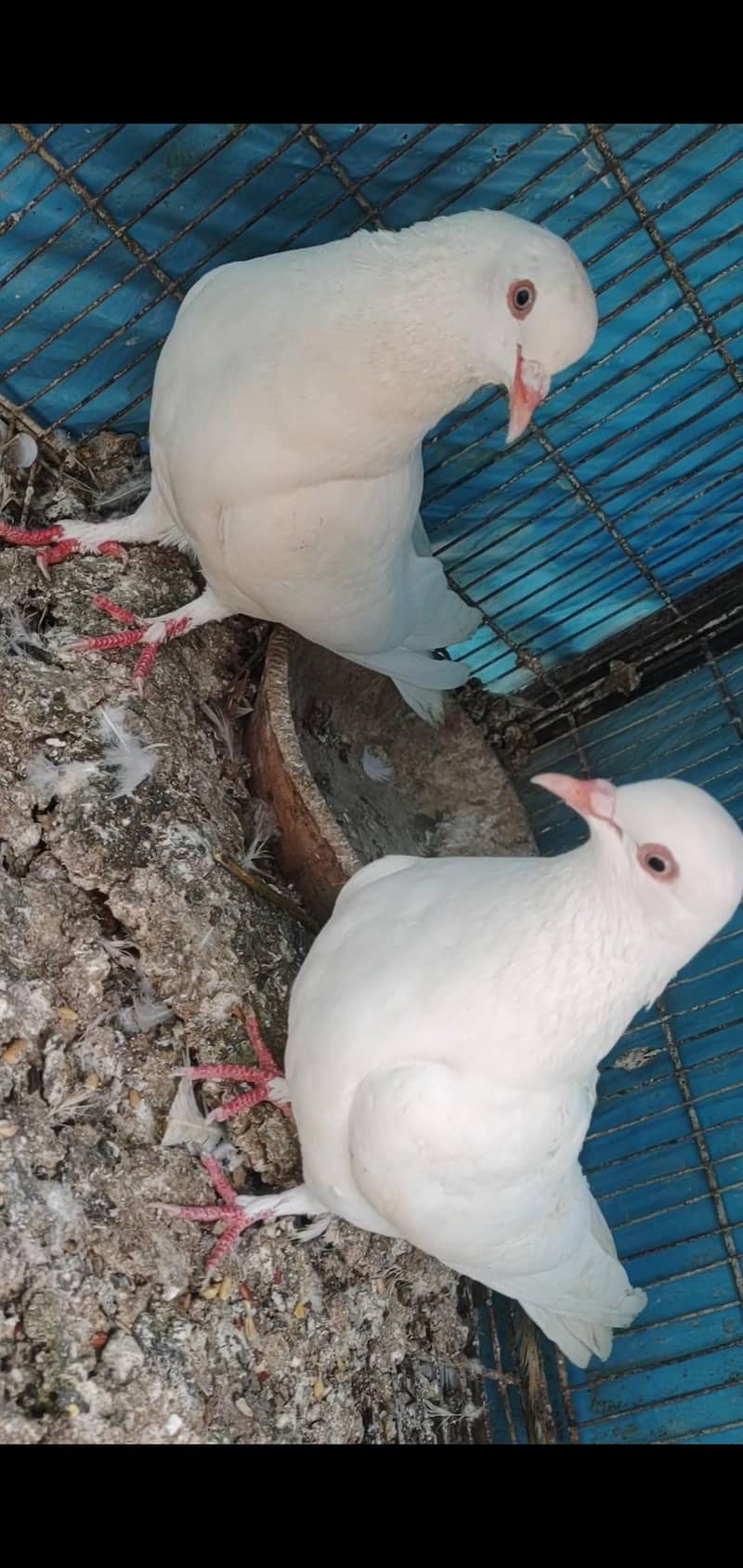 top Quality high flyer pigeons - Pigeons - 1112556162