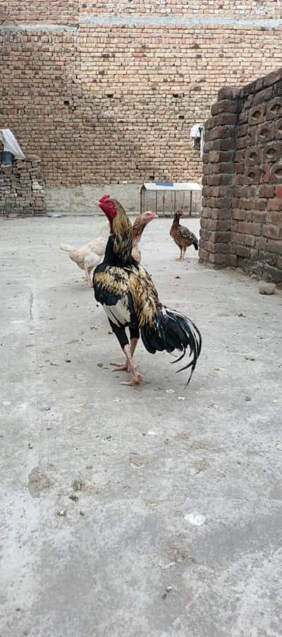 Pure Aseel kili Taj mianwali breed 03255355398