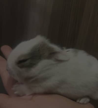 Rabbits babies for sale