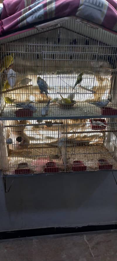 Birds Setup For Sale