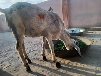 healthy bakra