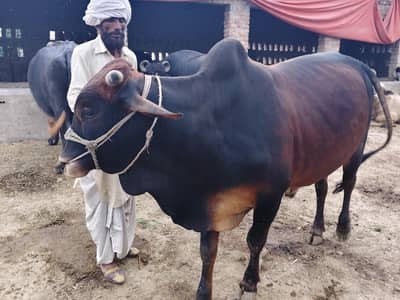 qurbani k bull 