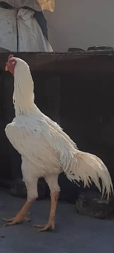 Beautiful Top Quality Paper White set and Shiny Pure Black Set