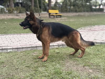 Pure German shepherd male dog home grown
