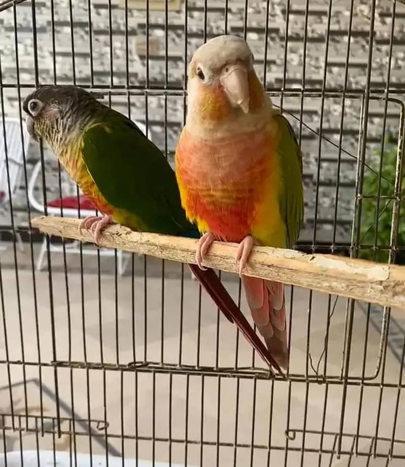 conures 2
