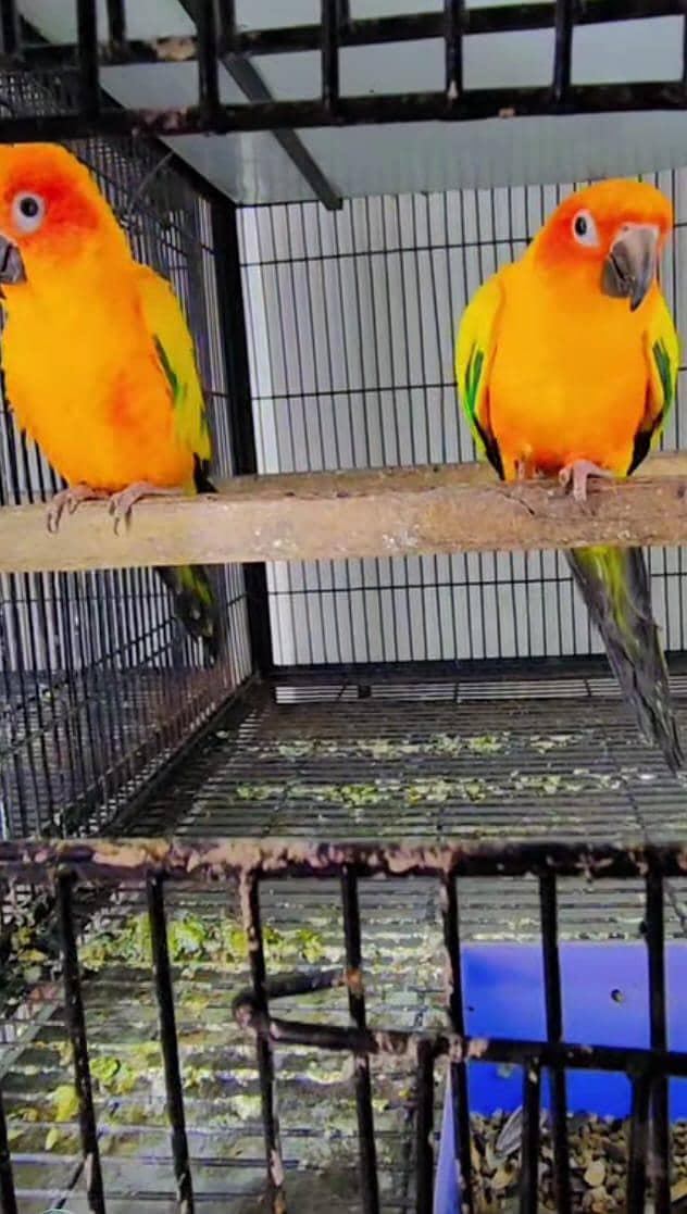 conures 3