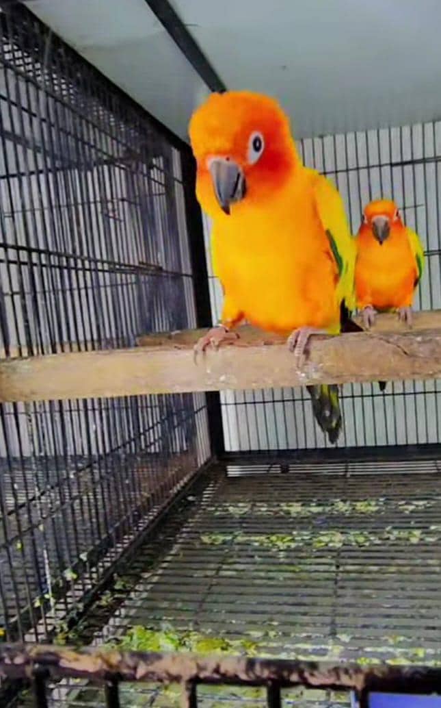 conures 4