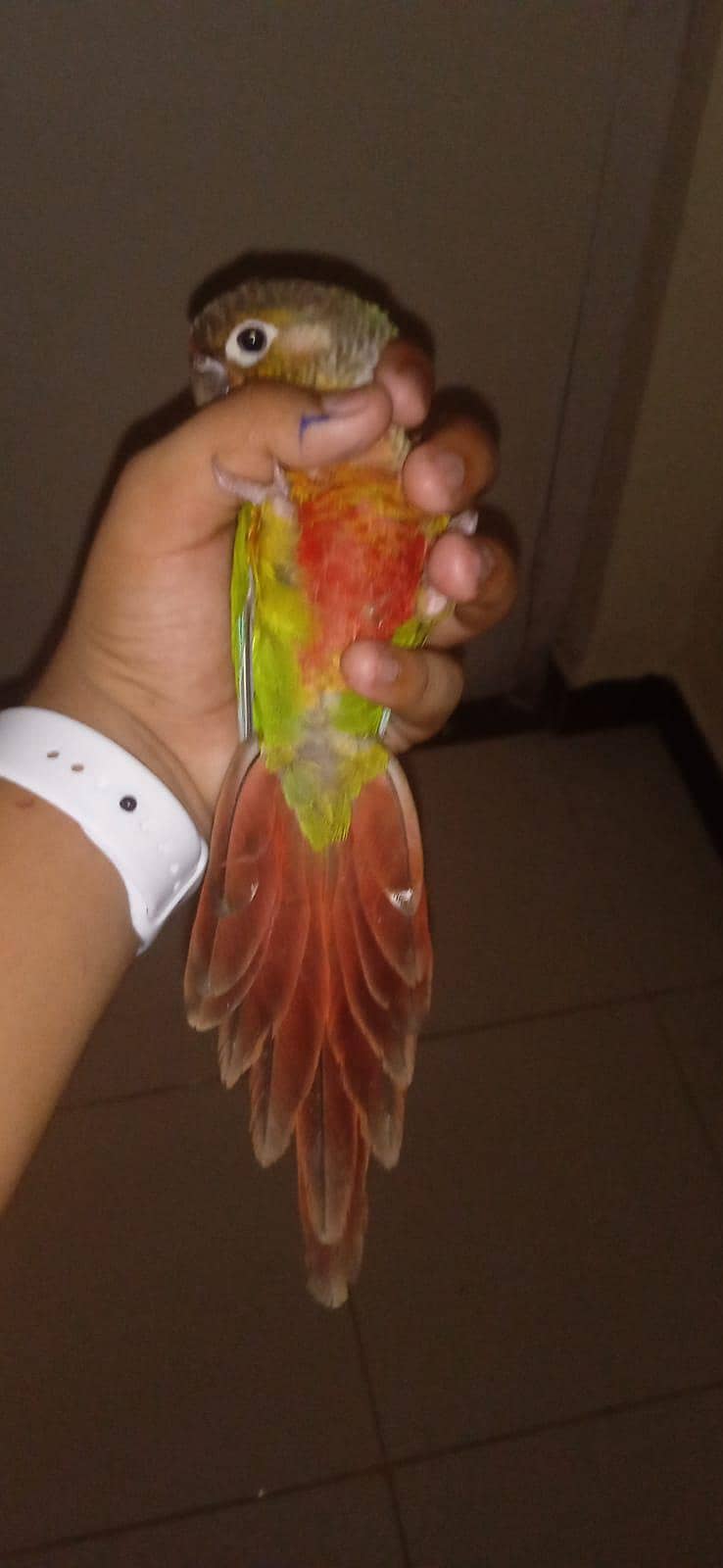 conures 5