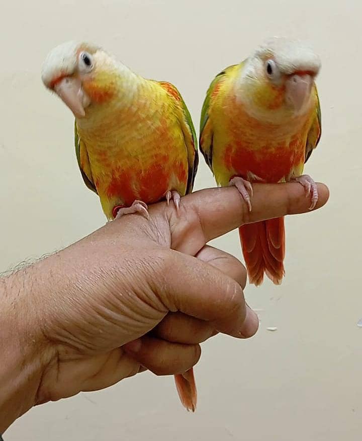 conures 7
