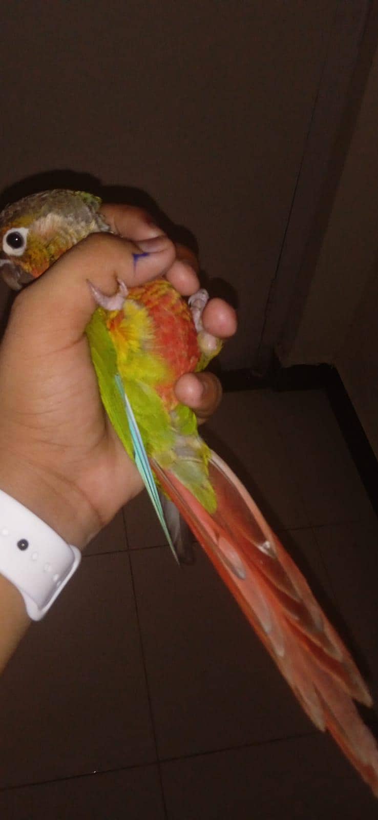 conures 10