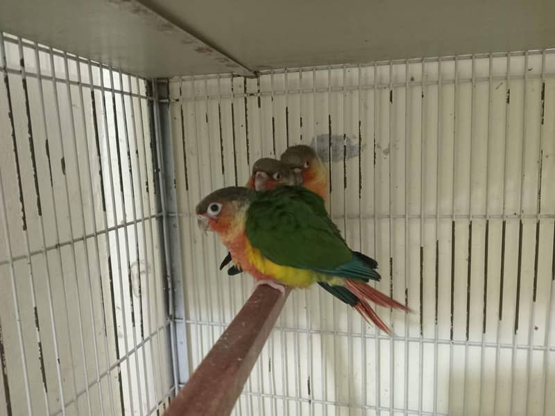 conures 11