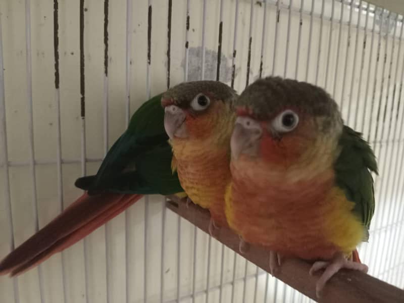 conures 12