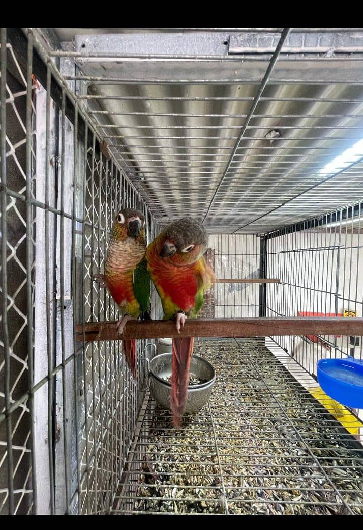 conures 15
