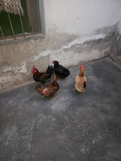 2 desi hen 1 fancy hen and  1 burmi desi  mix Murgha for sale