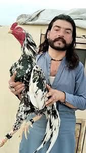 Aseel for sale gujranwal