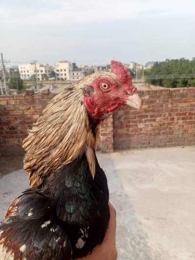 aseel mianwali ghr ka patha