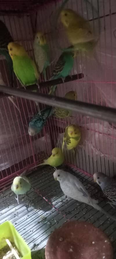 Bajri parrots for sale