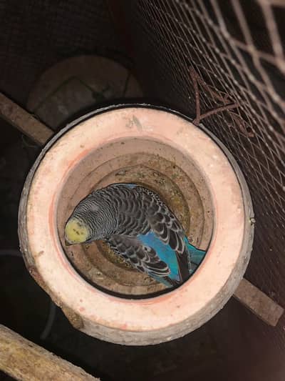 Budgie breeder pair for sale . . aik doli mai baby's b hain